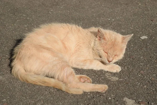 Ljus Kattunge Vilar Marken — Stockfoto