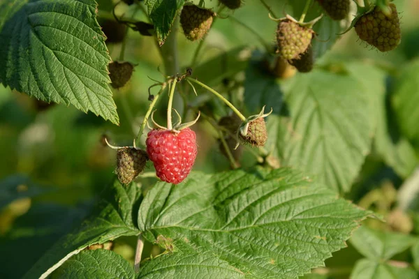 Ahududu Avrupa, düz ahududu veya sadece ahududu