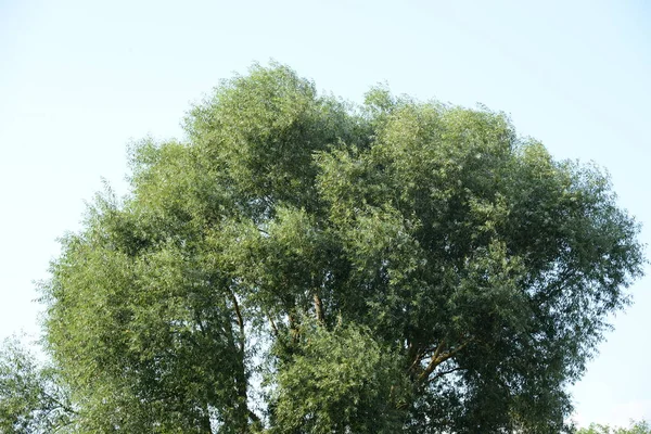 Willow Salix Rod Stromů Keřů Nebo Hemisfí Rodiny Vrbků — Stock fotografie