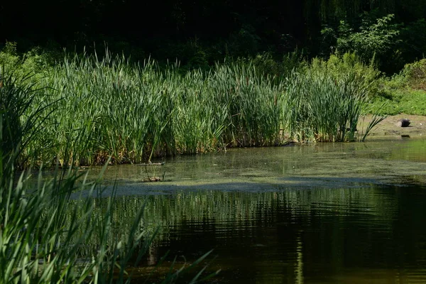 Pond Edge Village — Stock Photo, Image