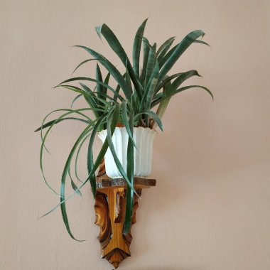 Epiphyllum (lat. Epiphyllum) - kaktüs ailesinin epifitik kaktüsü cinsi.