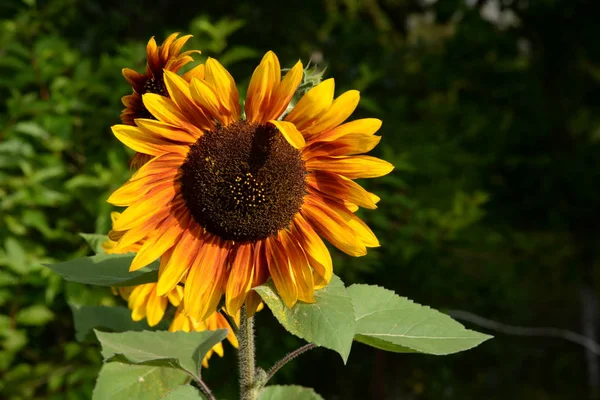 Zonnebloempitten Helianthus — Stockfoto