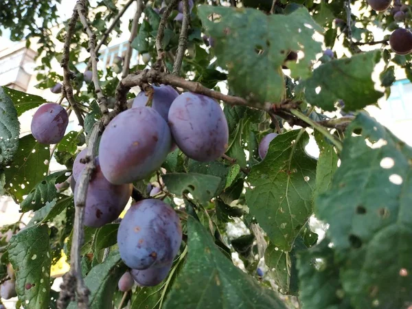 Plum (Prunus) is a genus of fruit stones