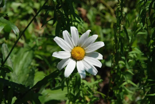 Romashka Lat Matricria Género Plantas Con Flores Perennes Familia Astrovye — Foto de Stock