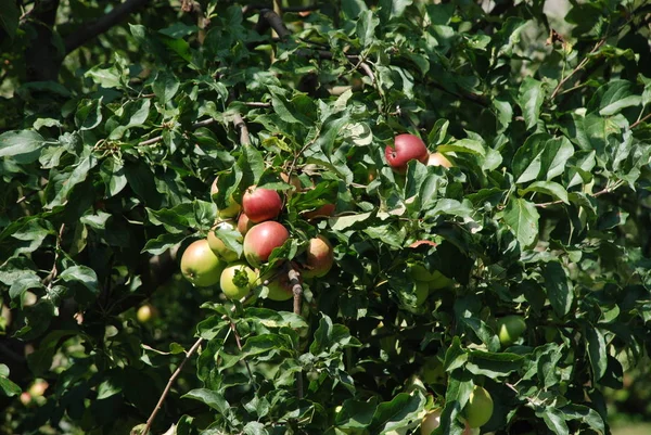 Μήλα Στον Κήπο — Φωτογραφία Αρχείου