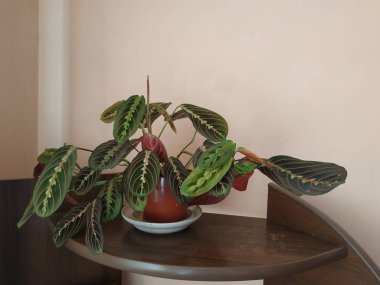 Crowton (lattır. Crton) - Euphorbia (Euphorbiaceae) familyasının bitki cinsi)