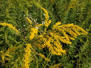 Altın baca şapkası Kanada (Latince Solidgo canadnsis)