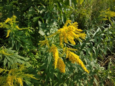 Altın baca şapkası Kanada (Latince Solidgo canadnsis)