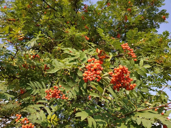 Common Rowan Sorbus Aucuparia — Stock Photo, Image