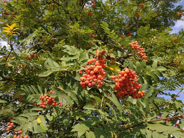 Rowan Commun Sorbus Aucuparia — Photo