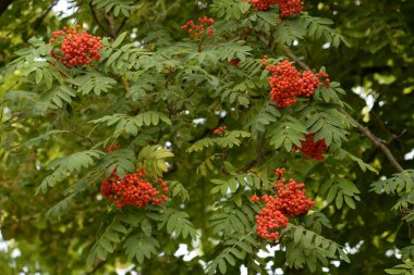 Genel Rowan (Sorbus aucuparia)