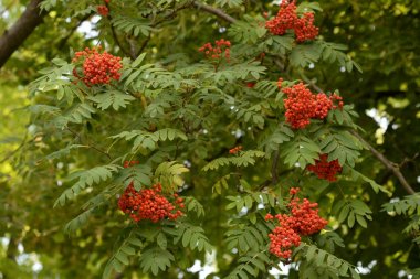 Genel Rowan (Sorbus aucuparia)