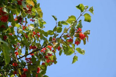 Yaygın mantar, kırmızı frenk üzümü (Latin Viburnum opulus)