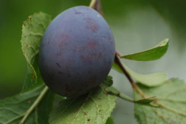 Erik (Prunus) meyve taşı cinsidir.