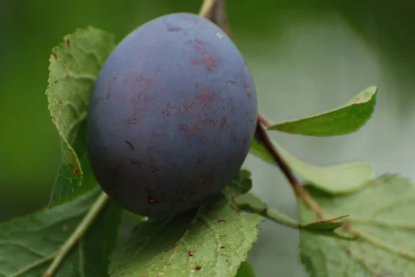 Plum Prunus Genere Noccioli Frutta — Foto Stock