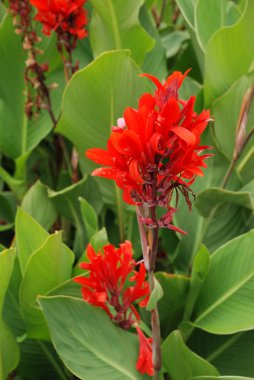 Canna aynı Kalin familyasından tek bitki cinidir.