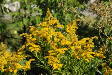 Altın baca şapkası Kanada (Latince Solidgo canadnsis)