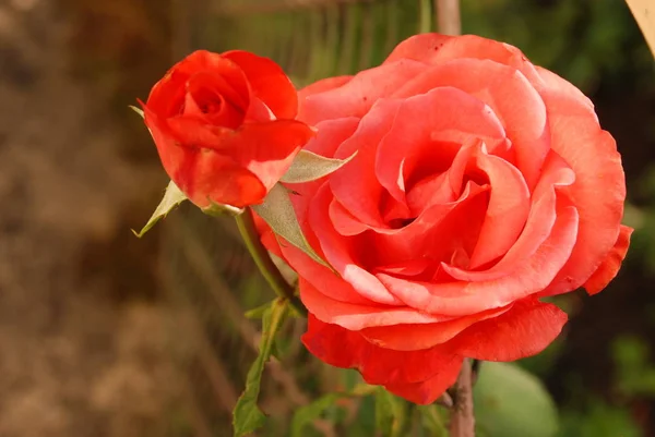 Rosa Rosa Selvatica Rosa Genere Forma Culturale Delle Piante Della — Foto Stock