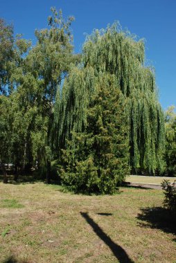 Sessiz köşe güzel doğa