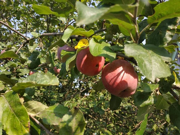 Jablka Zahradě — Stock fotografie