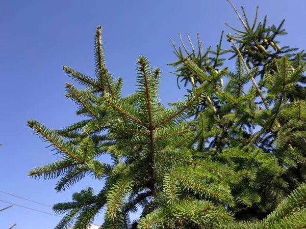 Lugnt Hörn Vacker Natur — Stockfoto