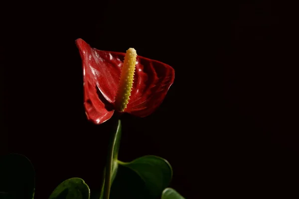 Anthurium Latin Anthrium Family Evergreen Plants Family Aroids Araceae — Stock Photo, Image