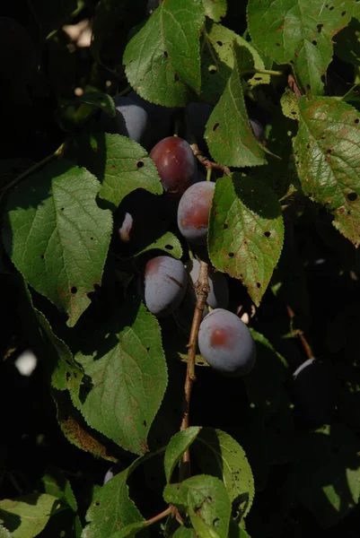 Ciruela Prunus Género Piedras Frutales — Foto de Stock