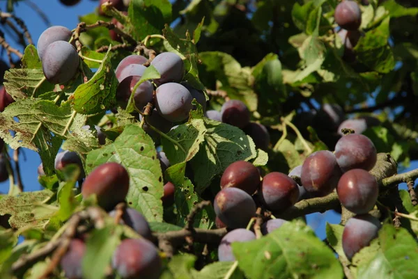 Plommon Prunus Ett Släkte Frukt Stenar — Stockfoto