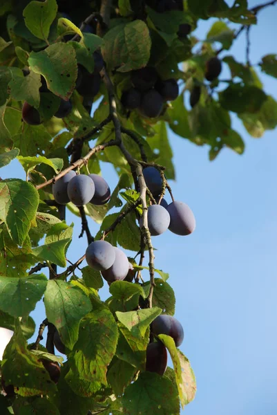 Plum Prunus Genere Noccioli Frutta — Foto Stock