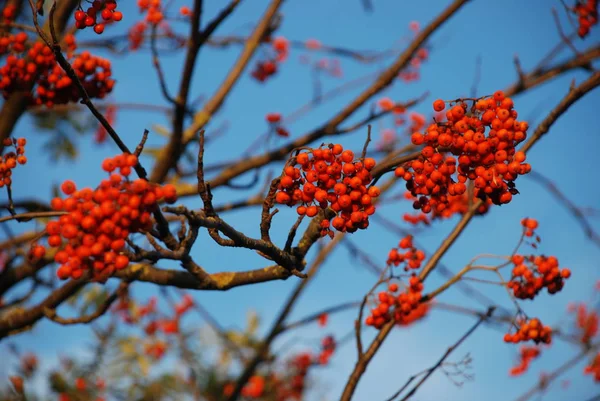 Rowan Comum Sorbus Aucuparia — Fotografia de Stock