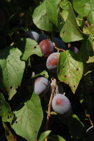 Plommon Prunus Ett Släkte Frukt Stenar — Stockfoto