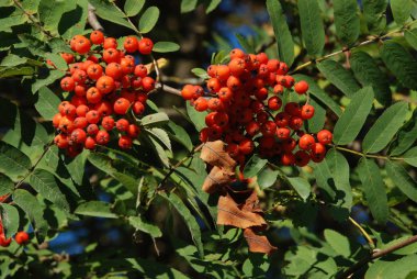 Genel Rowan (Sorbus aucuparia)