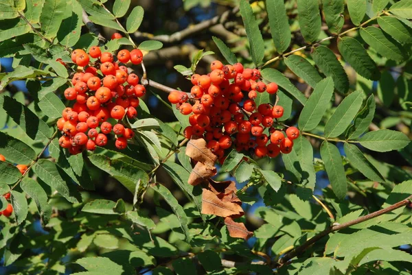 Genel Rowan Sorbus Aucuparia — Stok fotoğraf