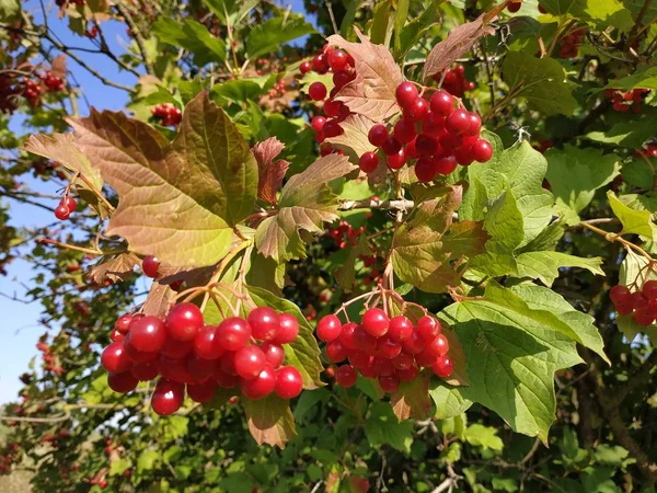 Közönséges Gomba Vörös Ribizli Latin Viburnum Opulus — Stock Fotó