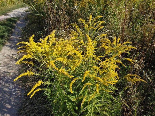 Golden Cowl Canadian (Latin Solidgo canadnsis)