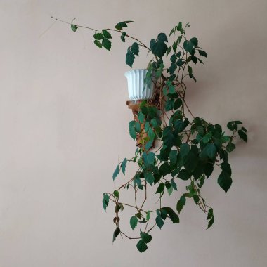 Crowton (lattır. Crton) - Euphorbia (Euphorbiaceae) familyasının bitki cinsi)