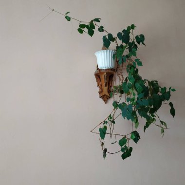 Crowton (lattır. Crton) - Euphorbia (Euphorbiaceae) familyasının bitki cinsi)