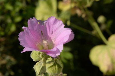 Malva, veya Mallow (Latin Mlva)