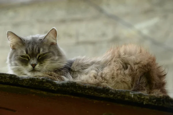 Gatinho Luz Descansando Chão — Fotografia de Stock