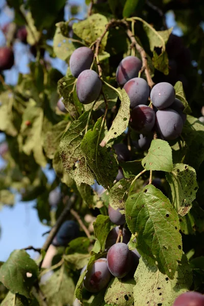 Plum (Prunus) is a genus of fruit stones