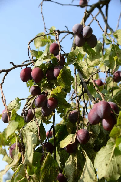 Plum (Prunus) is a genus of fruit stones