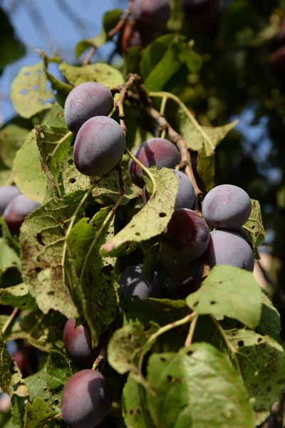 Plum Prunus Genere Noccioli Frutta — Foto Stock