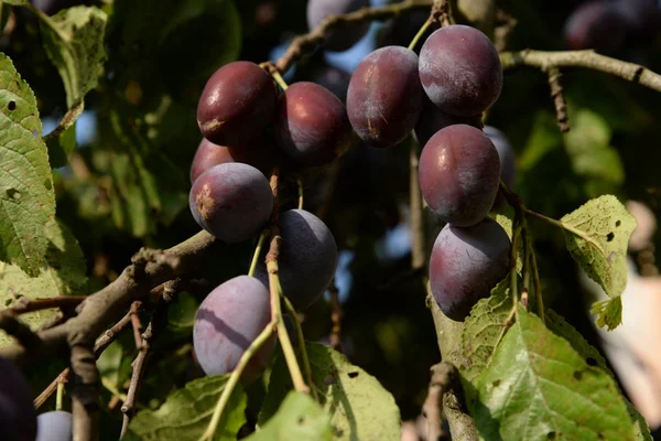 Plommon Prunus Ett Släkte Frukt Stenar — Stockfoto