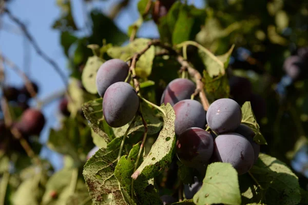 Plum Prunus Genere Noccioli Frutta — Foto Stock