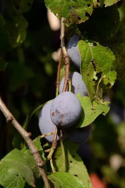 Prune Prunus Est Genre Pierres Fruitières — Photo