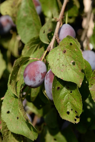 Plum Prunus Genere Noccioli Frutta — Foto Stock