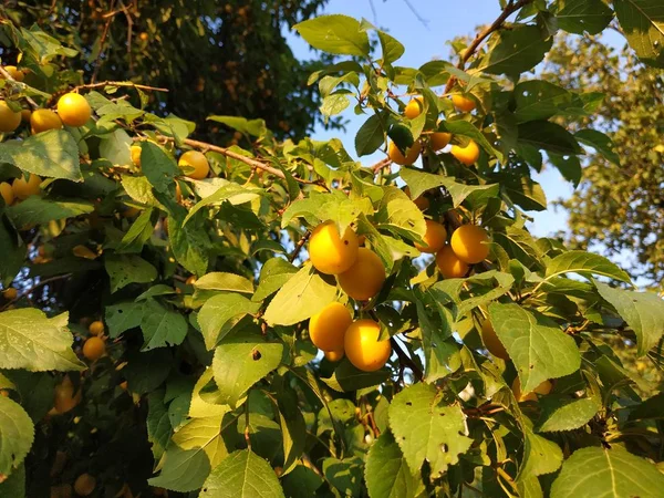 Alychag Abeto Ameixa Prunus Cerasifera Prunus Divaricata — Fotografia de Stock