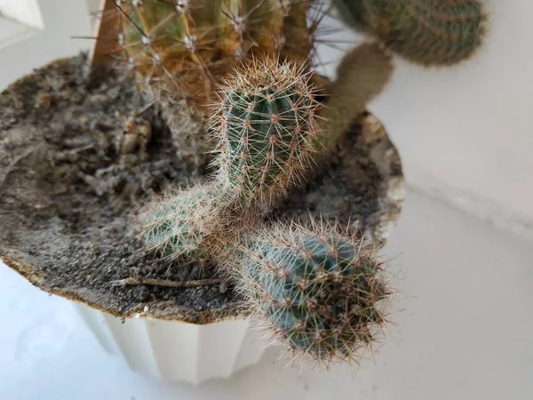 Cactus Cactaceae Família Plantas Suculentas Ordem Dos Cravos Caryophyllales — Fotografia de Stock