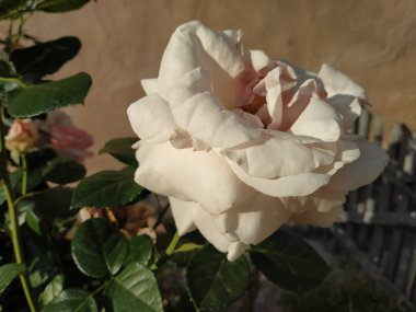 Rosa, yabani gül (Rosa L.) - pembe familyanın kültür ve cinsi.