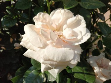 Rosa, yabani gül (Rosa L.) - pembe familyanın kültür ve cinsi.